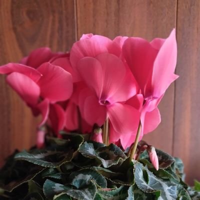 nathuyas's profile picture. 