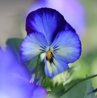 flowerori201803's profile picture. 写真好きな方と繋がりたいです。一眼レフ
使用機材
canonR5
5Dmk4
7Dmk2
Olympus　OM-D EM10mark3　
で撮影しています。（レタッチ一切無しで）フォローは、ご自由に🎵Instagramも宜しくお願いします。
https://t.co/jVzJmQ5b4F