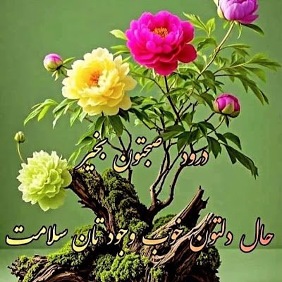 YJwad17378's profile picture. تهیه غذا برادران جوادی