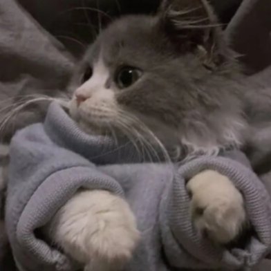 nguyen_tha34175's profile picture. 