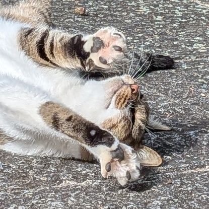 kuromameko89's profile picture. 民俗芸能とその地域と