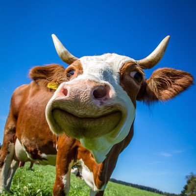 aNaturewtf's profile picture. If it’s worth watching, it’s probably here