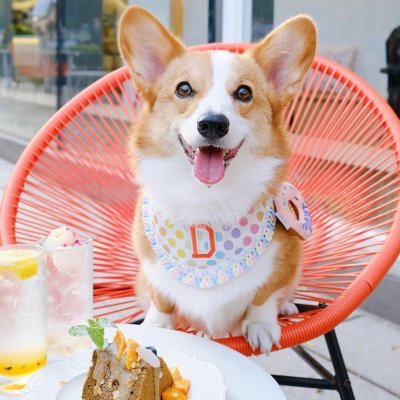 Butterfly12T's profile picture. ♡ Dogs are the best ♡ Be kind to animals ♡ I love corgis ♡
♡ Corgi is love ♡ Corgi is good ♡ Corgi is everything ♡