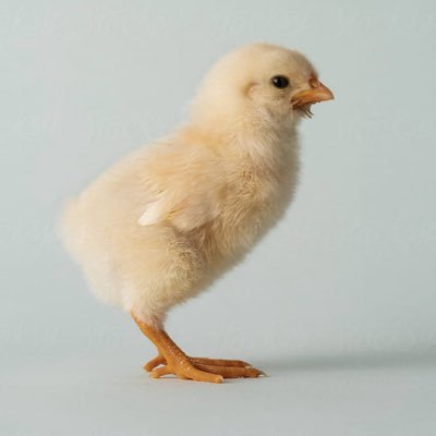 BlTCHEVAP0RATE's profile picture. 