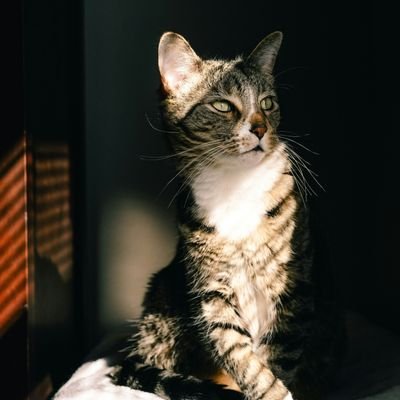 developer_raj04's profile picture. 