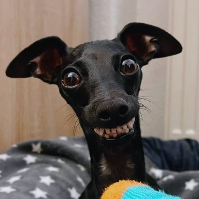 giuliabcosta's profile picture. perfil criado apenas para fins de autodepreciação e exposição da minha própria vida