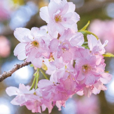 springtimefox's profile picture. inactive // nsfw content archive