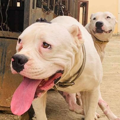 lapito1997's profile picture. Business man
Dog breeder 🐶
Car lover
Chelsea & Barcelona fan 💯