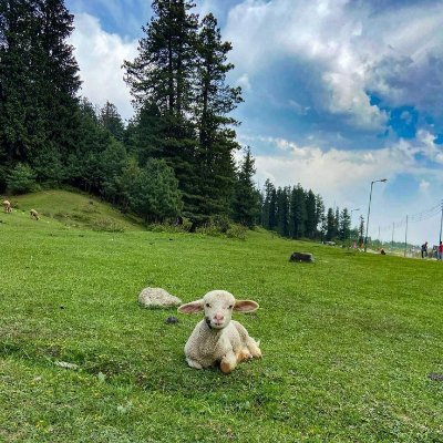 Casual_Kashmir's profile picture. 