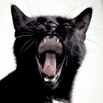 MarmolloCouture's profile picture. Luxury can't be bought. . .