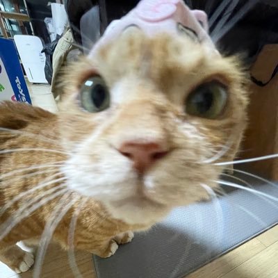 UiholangI38289's profile picture. 