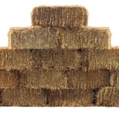 shortsmvp13's profile picture. ☘️