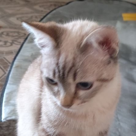 Alertadefofuras's profile picture. 