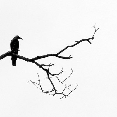 hungrycatzzzz's profile picture. "Life beyond is a field, A field of flowers" 🌻