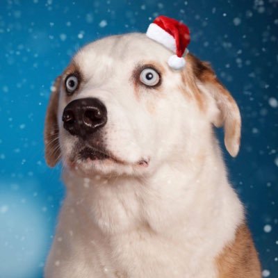 dog_rates's profile picture. Your Only Source For Professional Dog Ratings Instagram and Facebook ➜ WeRateDogs partnerships@weratedogs.com | nonprofit: @15outof10 ⠀⠀⠀⠀⠀⠀⠀⠀⠀⠀⠀⠀