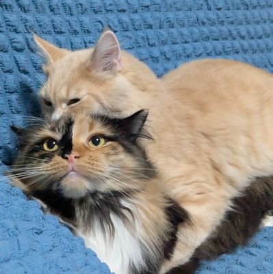 maru_202403's profile picture. まる子（maru）
サイベリアン♀
2024年3月4日生
相模原生まれ茅ヶ崎育ち
性格
　超ビビリ
　内弁慶
好き
　抱っこ
　かくれんぼ
嫌い
　爪切り
　留守番
　お薬

大切なまる子と共に過ごす日々の記録。