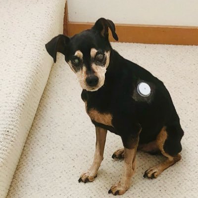 Sylvia_and_Bill's profile picture. Bill 🐾 14 yrs blind, deaf & diabetic. Bill luvs snacks & walkies. Jolly ~ I miss you so much! 2008-2021 🌈 #DogMom Stay Angry/Protect Democracy Everywhere 🇺🇦