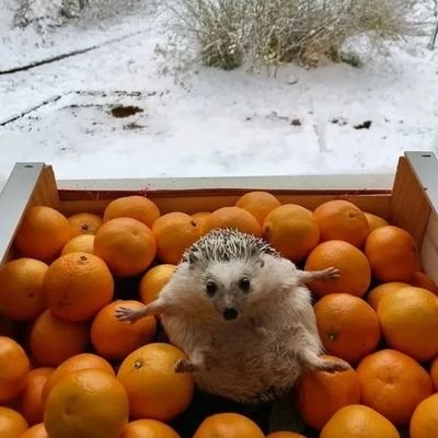 ibrahimqudsi's profile picture. 《ھجە ھجە بيراقملييم بوگونى آردمدە》