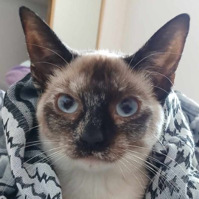 alevai_kismet's profile picture. Uplifting #MutualAid 💫
#FreePalestine #FreeSudan #LandBack
🏳️‍🌈 Queer genderfluid autistic parent    
🇵🇸 Help Iman (link in bio)
🔁 RT fundr@isers, please!