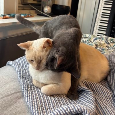 sullyandgump's profile picture. Sully (1.5 yo flame point boy) and Gump (6 mo dilute tortie girl) (mommy is she/her)