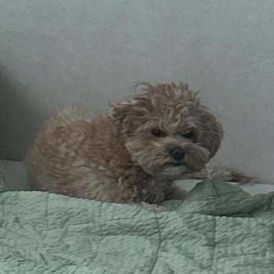 melonppangeu's profile picture. ⛔ archive only ⛔