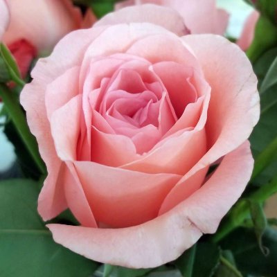 cyberbonn's profile picture. Webmaster • Blogger • Photography • Poetry • Pet Mom