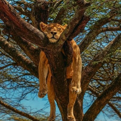 HKSHERE1's profile picture. 