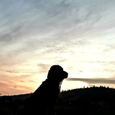 gimpmask666's profile picture. you nosey cunt