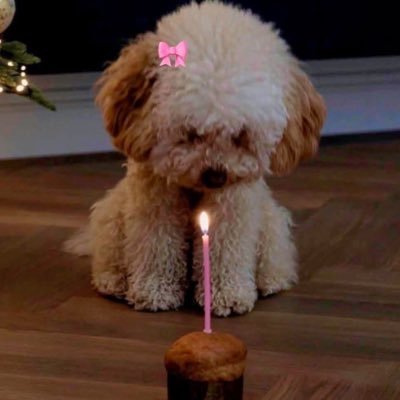 RONi_A8's profile picture. 🇺🇸| 🇸🇩| 🇵🇸 255 | IDS