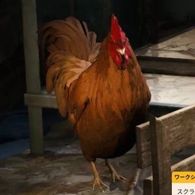 pakamohu's profile picture. 🐓捕まってしまったのだわ