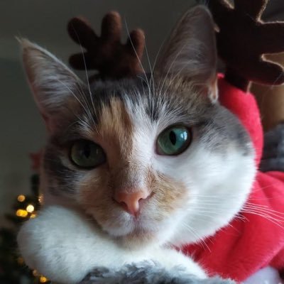 paupiettonaz's profile picture. bobo gaucho qui taxe les riches, court et écoute Taylor Swift 🐱 Maman de Lizzie Pépette