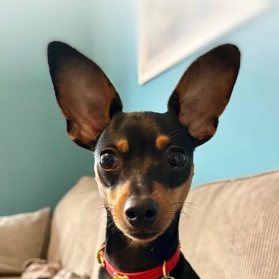 Murp8y's profile picture. ☘️