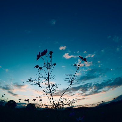 0xShakosh's profile picture. 