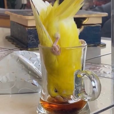 soyogdo's profile picture. attığın vakit sen atmadın