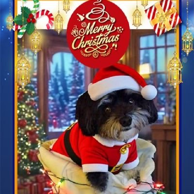 sunnybanc's profile picture. Sully(wings2-6-17)Spencer(wings2-20-16) & Max(wings 4-24-17) Teddy(CSB)certified sweetie boi, Sergeant-Zombie Squad #ZSHQ b 3-5-17.