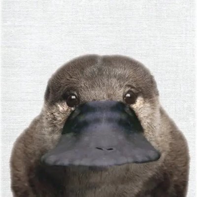 oldeduckdaddy's profile picture. 树洞 复盘