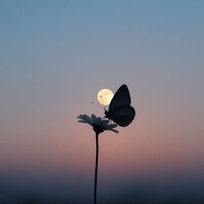 balmh5's profile picture. الحمدلله