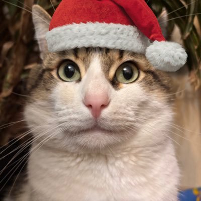 Mitoslebg's profile picture. chat sympa (avec un gros visage tout rond) 🍮