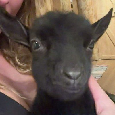 pidoras_dolbaeb's profile picture. 