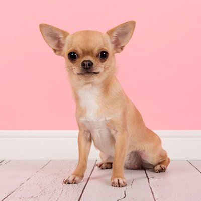 vovanminhv24's profile picture. 