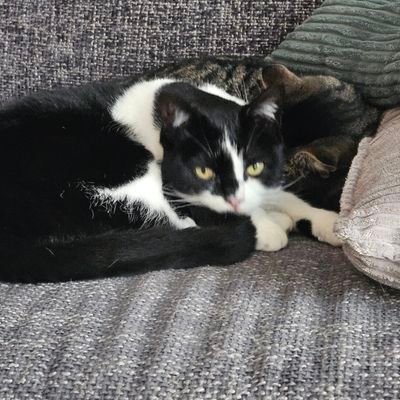 corine_van52909's profile picture. heel gewoon🪡🦻✂️🐾🛢