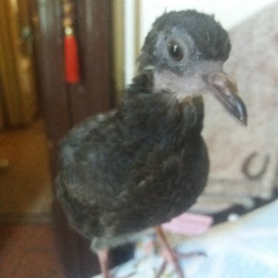 annina_cutillo's profile picture. 