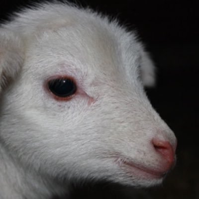 alsiva01's profile picture. 