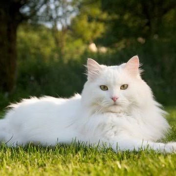 akemisanrjvs's profile picture. 困っている人たちに600万円で何ができるのか