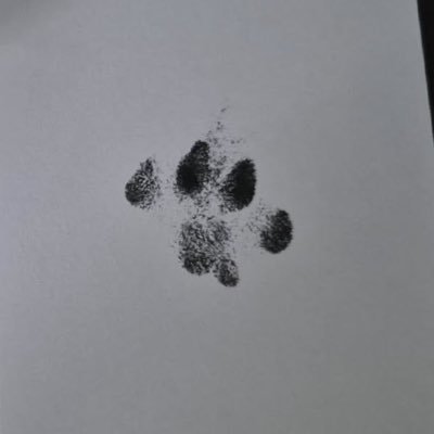 panbrainse's profile picture. 