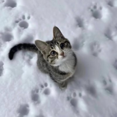 kailyaas's profile picture. infj