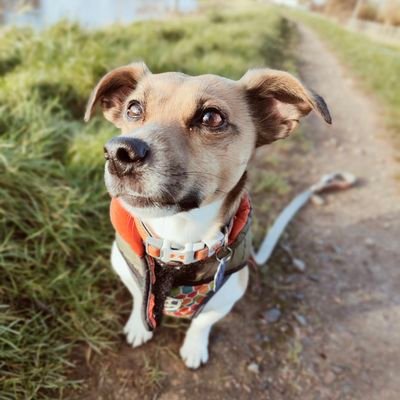 wonder_winston's profile picture. It's just me, Walter. Also known as Wally Wally Boom Boom.
I'm here to be as entertaining as Winston was, and as awesome as Wesley.