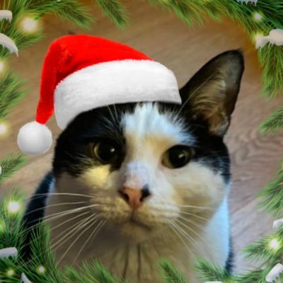 rijulefilou's profile picture. ça se prononce ridjou 🐱 chat malicieux et très bon acteur de 7 ans, marié à @tinytoupie