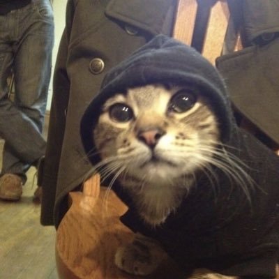 _F_X_H_'s profile picture. Professional