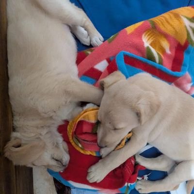 pachusharma_'s profile picture. rant